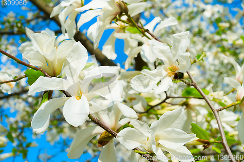 Image of White blossom magnolia tree flowers