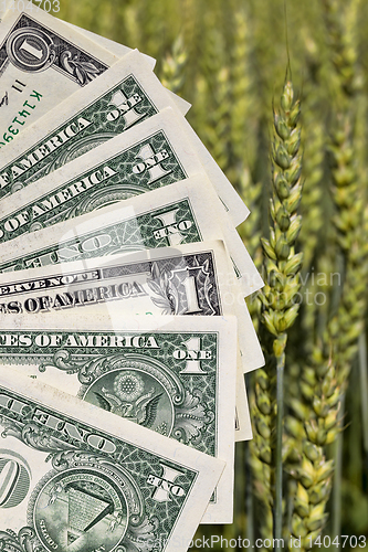 Image of one American dollar pile , agricultural business