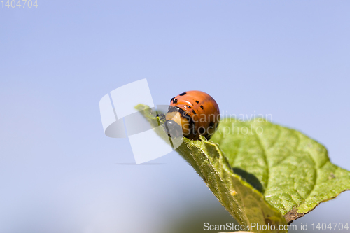 Image of colorado beetle