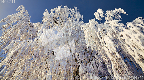 Image of snow covered deciduous birch trees