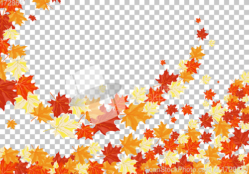 Image of Autumn maples