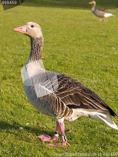 Image of Portrait of a friendly goose