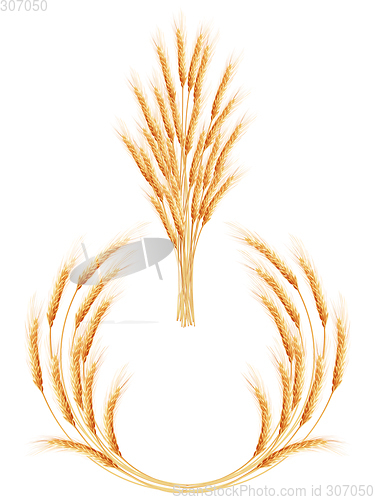 Image of Set of 2 detailed Wheat ears. EPS 10