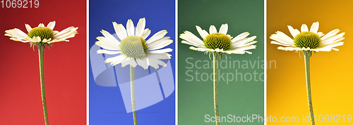 Image of Echinacea flowers as collage