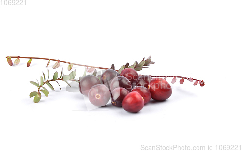 Image of Cranberries with twig on white