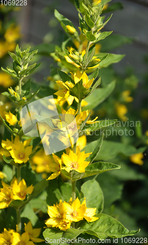 Image of Dotted loosestrife in garden bed