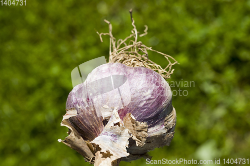 Image of purple garlic