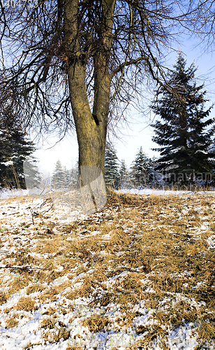 Image of trees in winter