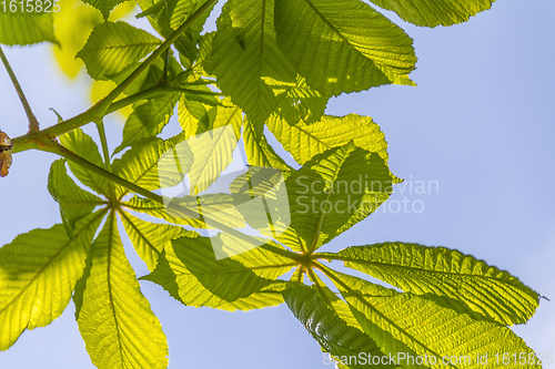 Image of sunny illuminated chestnut leaves