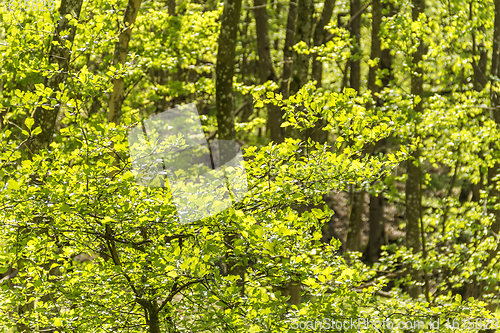 Image of fresh green leaves