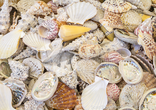 Image of lots of seashells