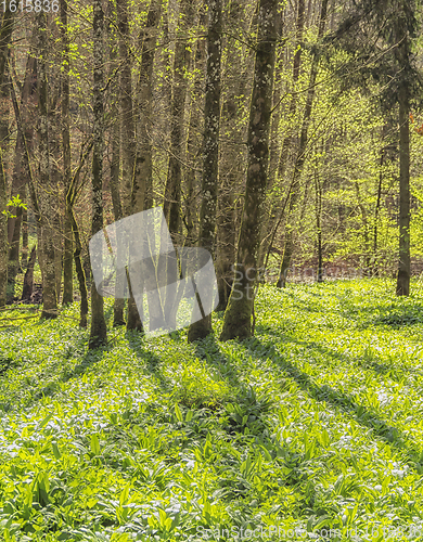 Image of idyllic forest scenery