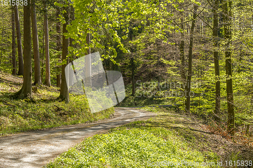 Image of sunny forest scenery