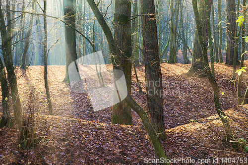 Image of autumn landscape illuminated by sunlight