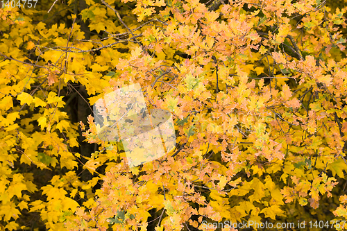 Image of abstract background of autumn foliage