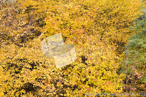 Image of autumn yellowed foliage