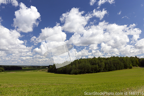 Image of summer landscape with green cereals