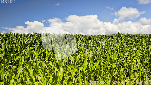 Image of agricultural landscape with rows of green corn