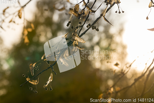 Image of linden tree