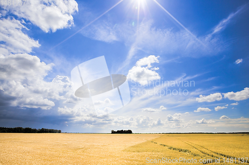 Image of sunlight brightly illuminating spikelets