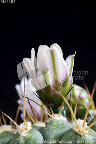 Image of cactus during flowering