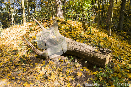 Image of autumn season of nature