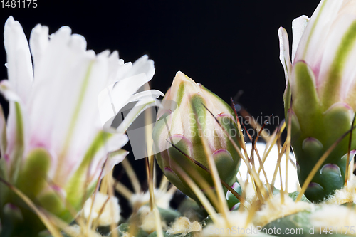 Image of white cactus flowers