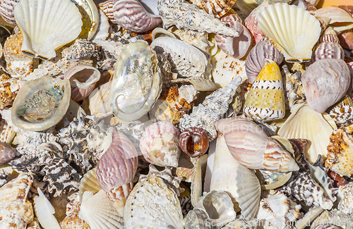 Image of lots of seashells