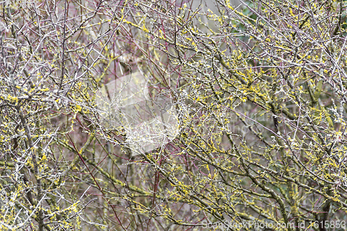 Image of twigs overgrown with lichen