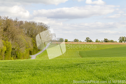 Image of sunny woodside scenery