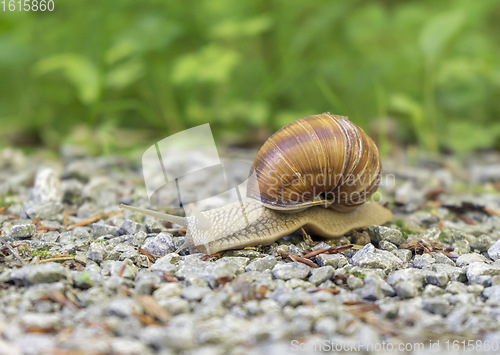 Image of grapevine snail