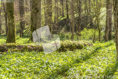 Image of idyllic forest scenery