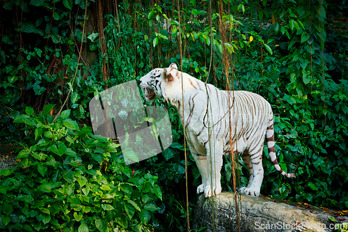 Image of White tiger