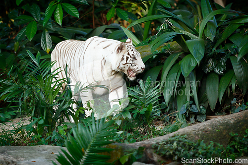 Image of White tiger