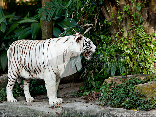 Image of White tiger