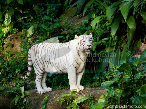 Image of White tiger