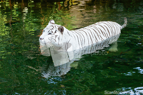 Image of White tiger swimming
