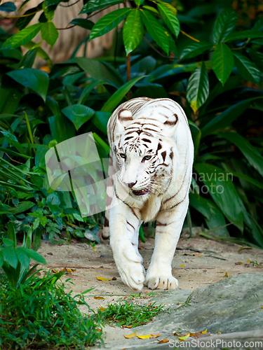 Image of White tiger