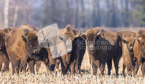 Image of European bison grazing in sunny day