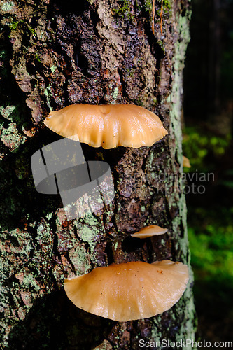 Image of Wet spruce tree bark with mushroom