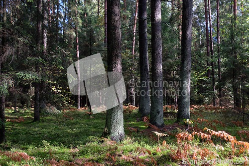 Image of Springtime coniferous forest tree stan in sun