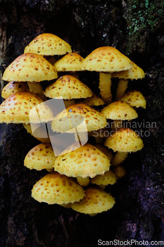 Image of Bunch of autumnal pholiota fungi closeup