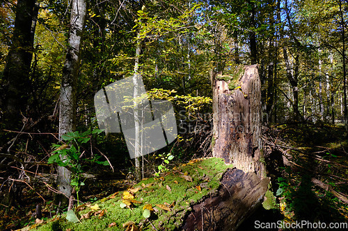 Image of Old deciduous forest in summer afternoon