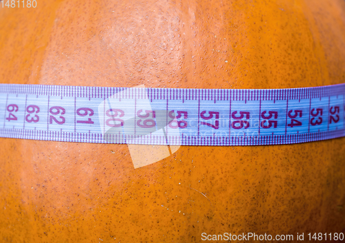 Image of small orange pumpkin