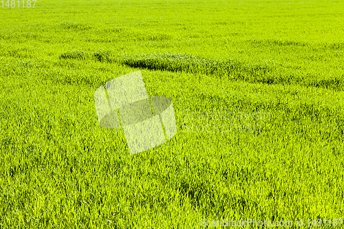 Image of agricultural field crops