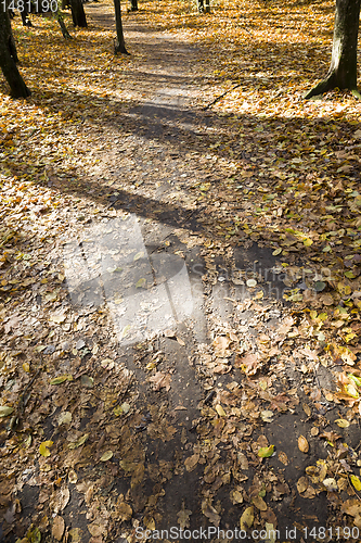 Image of autumn foliage