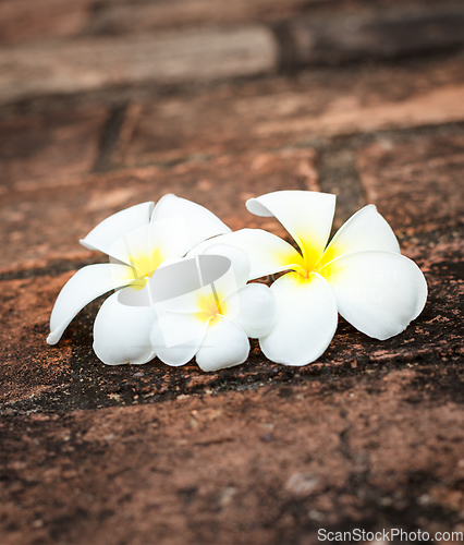 Image of Frangipani (plumeria) flowers