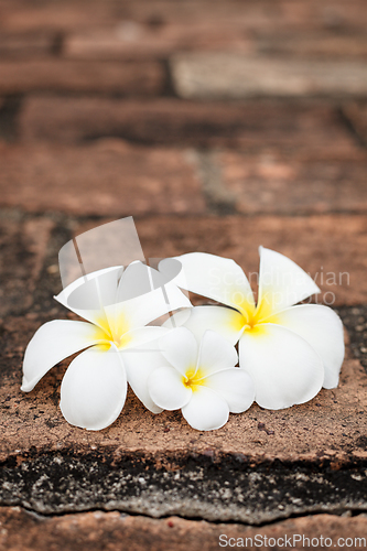 Image of Frangipani (plumeria) flowers