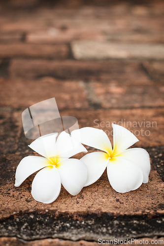 Image of Two frangipani (plumeria) flowers
