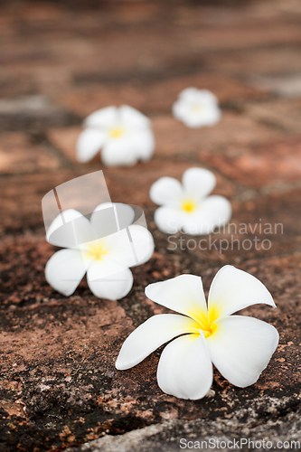 Image of Frangipani (plumeria) flowers on stones